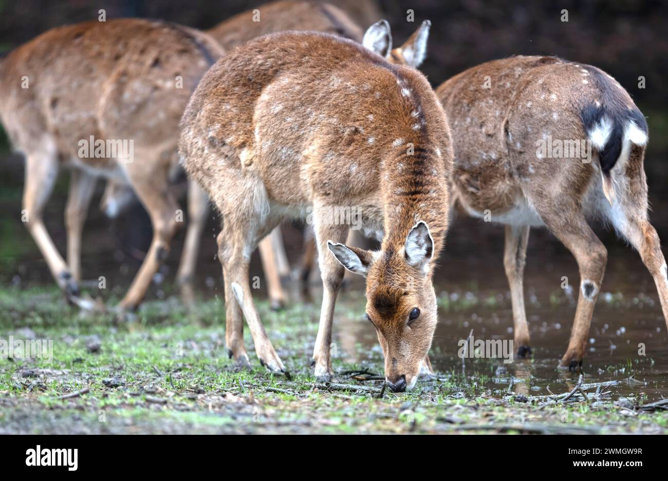 Cervo vietnamita sika (Cervus nippon pseudaxis, Cervus hortulorum pseudaxis), focus selettivo Foto Stock