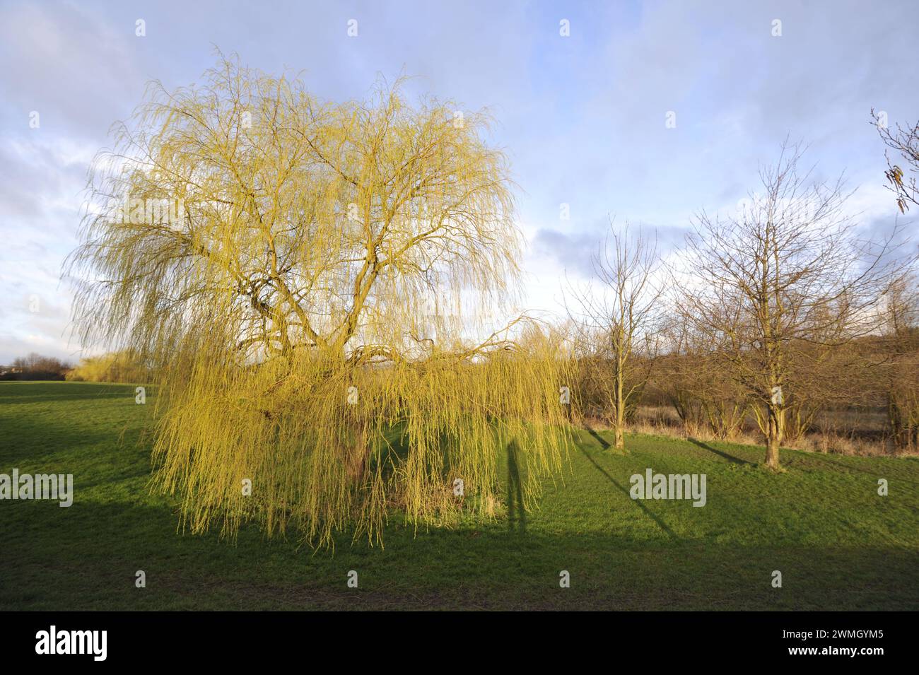 Willow Tree Lavenham Suffolk Foto Stock