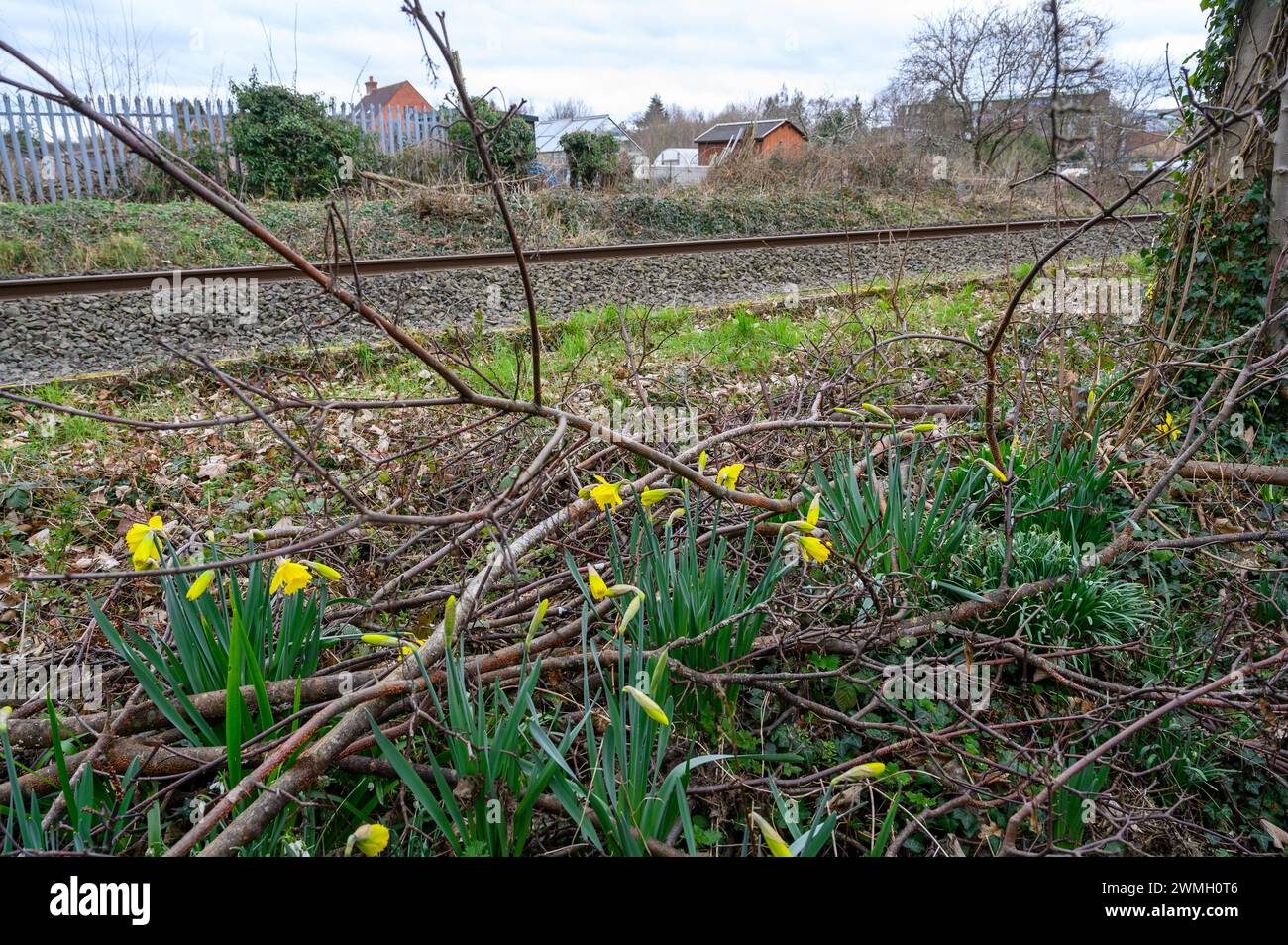 Narcisi che si stagliano selvaggi accanto a una linea ferroviaria in una zona industriale. Foto Stock