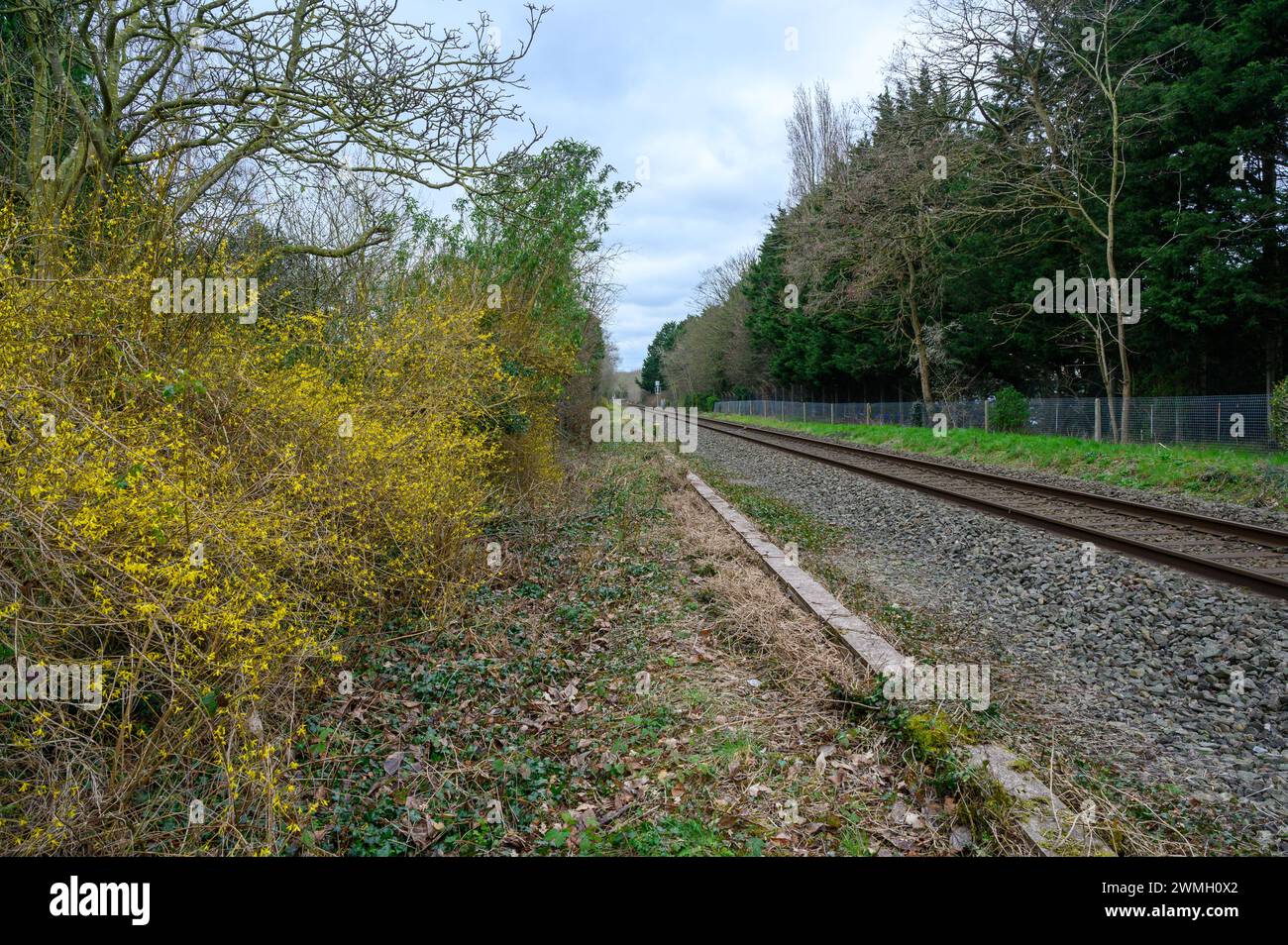 Forsythia cresce accanto a una linea ferroviaria in un ambiente urbano. Foto Stock