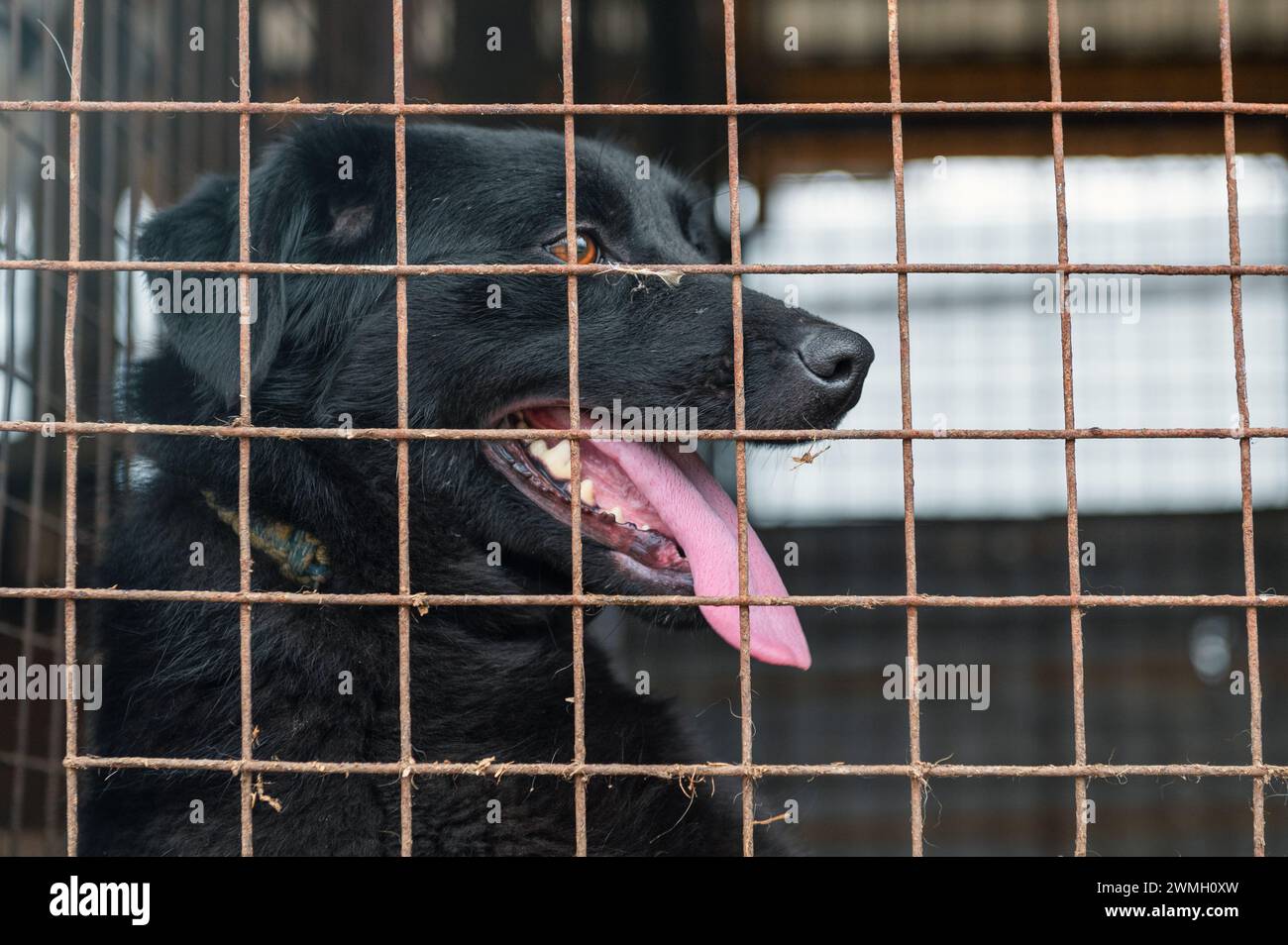 Cane in un rifugio per animali in attesa di adozione. Cane dietro le recinzioni. Canino dietro le sbarre. I cani guardano attraverso una recinzione metallica Foto Stock
