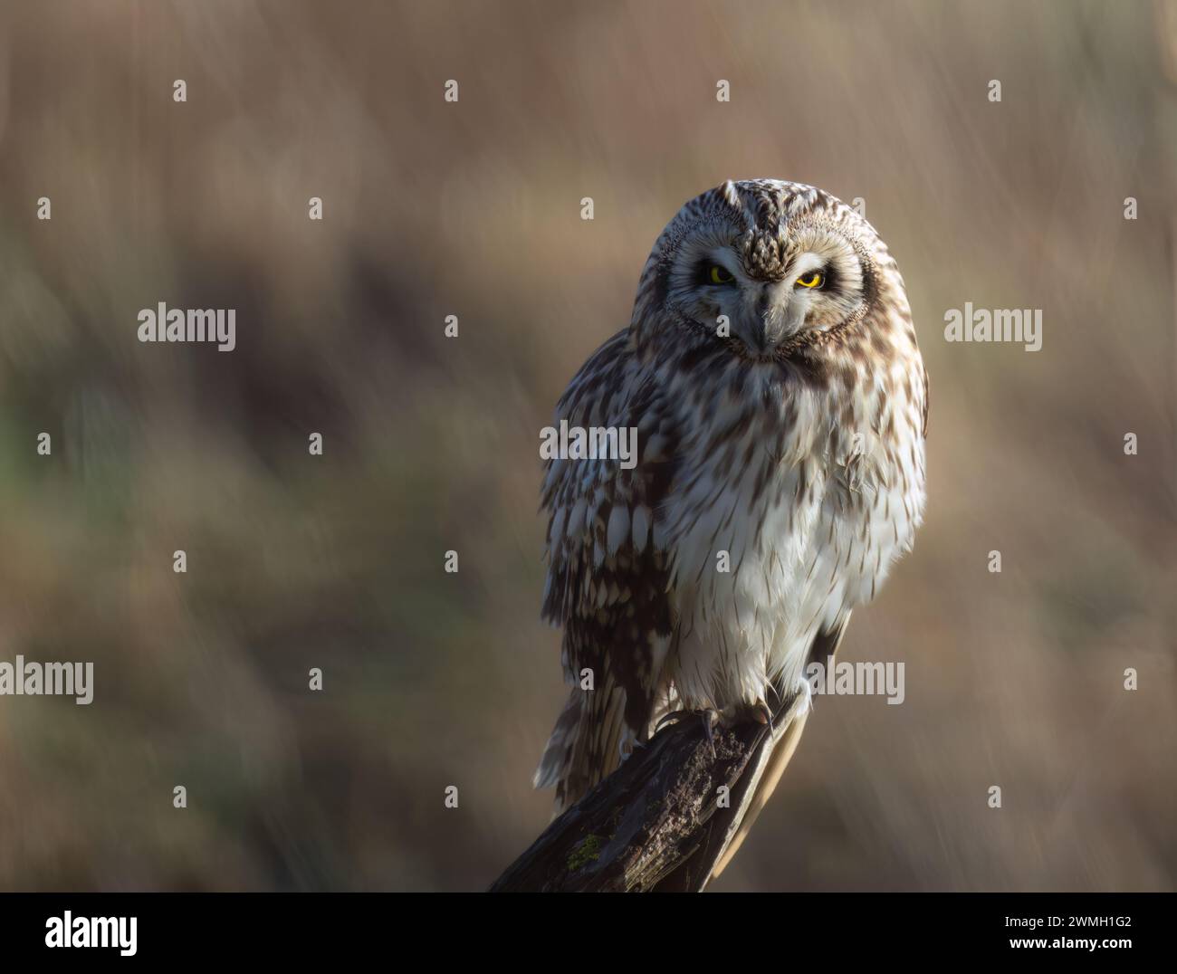 Un gufo dalle orecchie corte (Asio flammeus) che riposa alla luce del mattino presto, Norfolk Foto Stock
