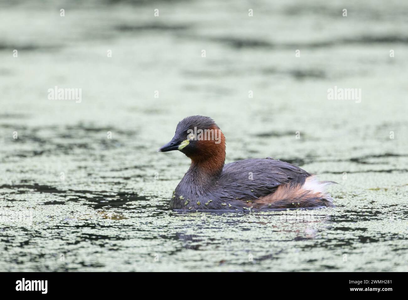 Piccolo grebe che nuota pacificamente nel lago Foto Stock