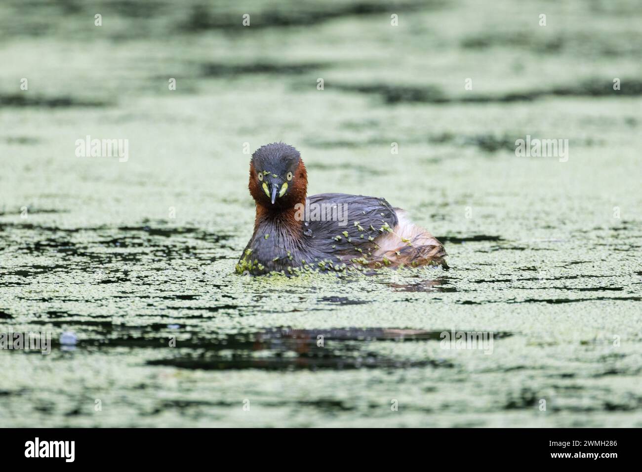 Piccolo grebe che nuota pacificamente nel lago Foto Stock