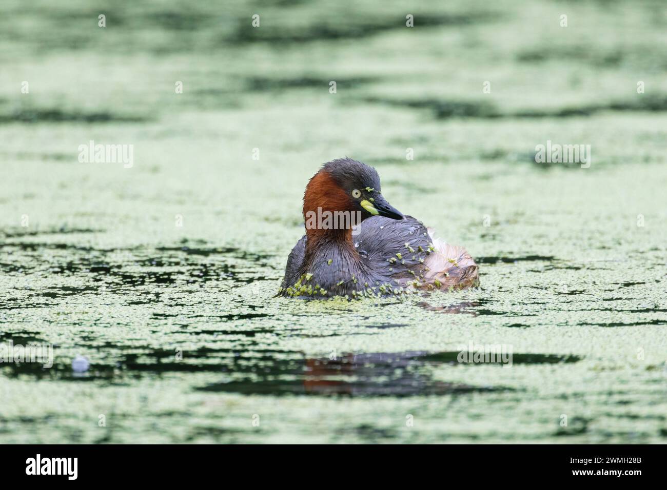 Piccolo grebe che nuota pacificamente nel lago Foto Stock