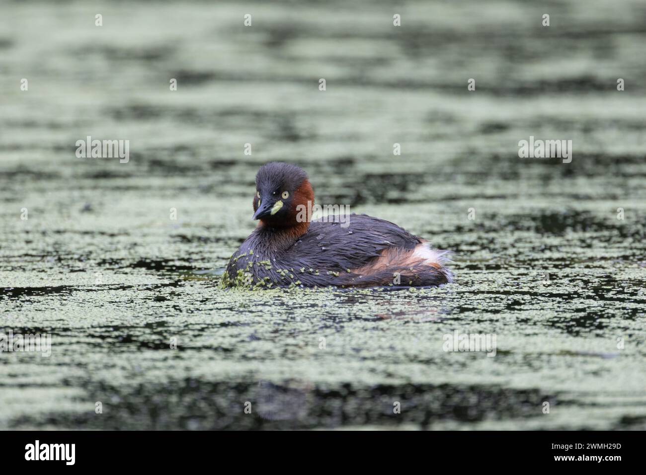 Piccolo grebe che nuota pacificamente nel lago Foto Stock