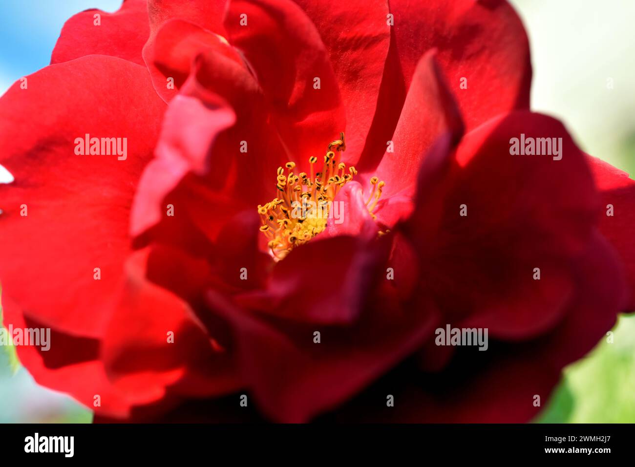 Primo piano di un fiore di rosa rossa, i suoi ampi petali e gli stami gialli. Foto Stock