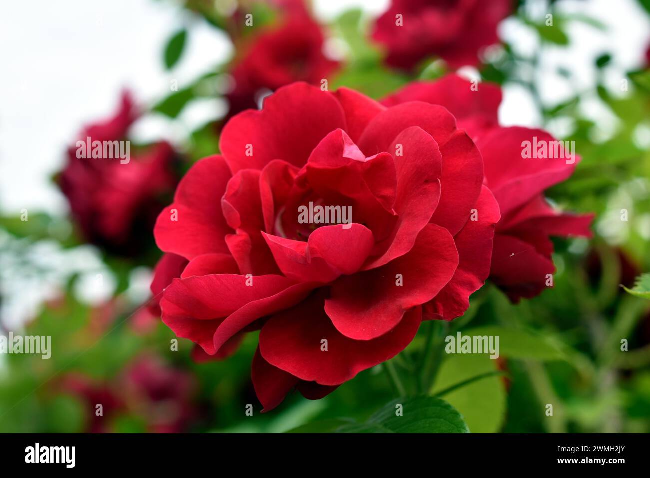 Primo piano di un fiore di rosa, di colore rosso, con ampi petali e gambo verde spinoso. Foto Stock