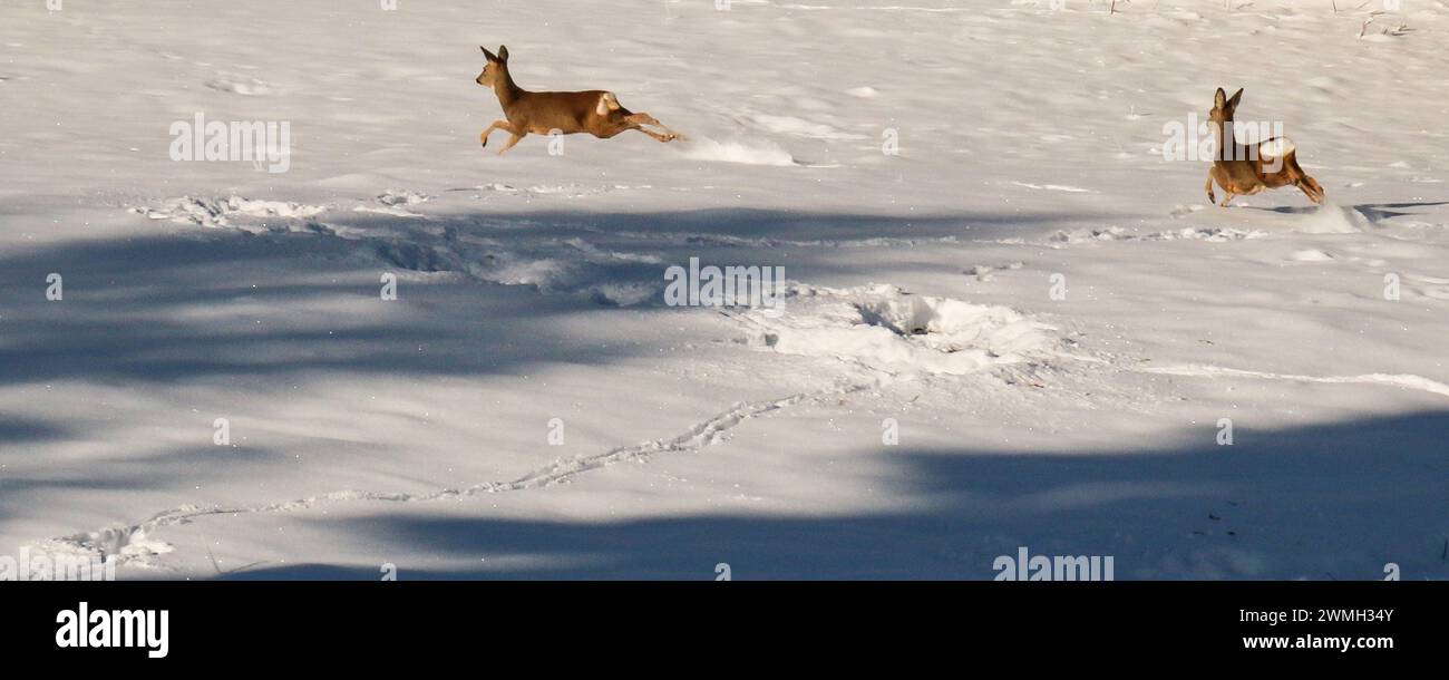 La corsa dei caprioli nel prato innevato, piste nella neve, ombre degli alberi, montagna del giura, Francia Foto Stock