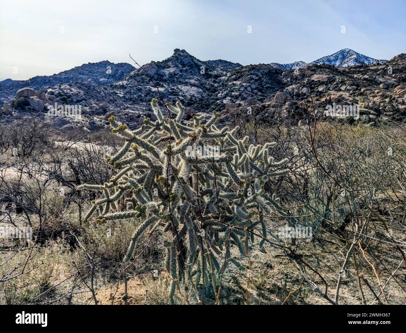 Un Cactus Cholla nel paesaggio desertico con montagne lontane Foto Stock