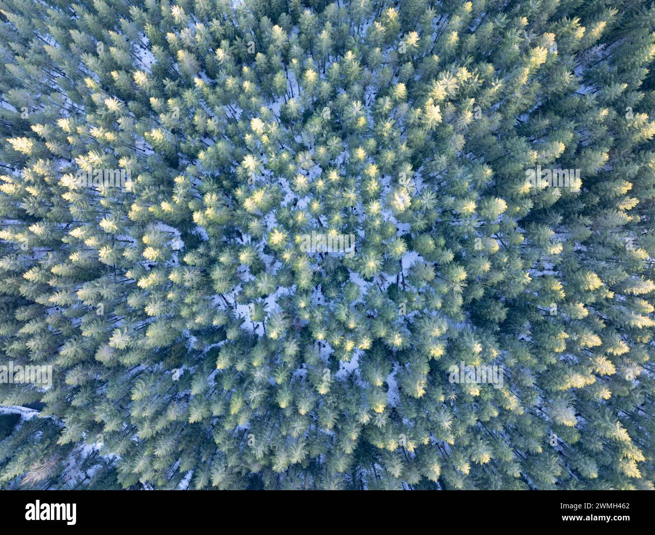 Una vista aerea mostra una foresta del Pacifico nord-occidentale illuminata dal sole che prospera nello stato di Washington, non lontano da Mount St. Helens. Foto Stock