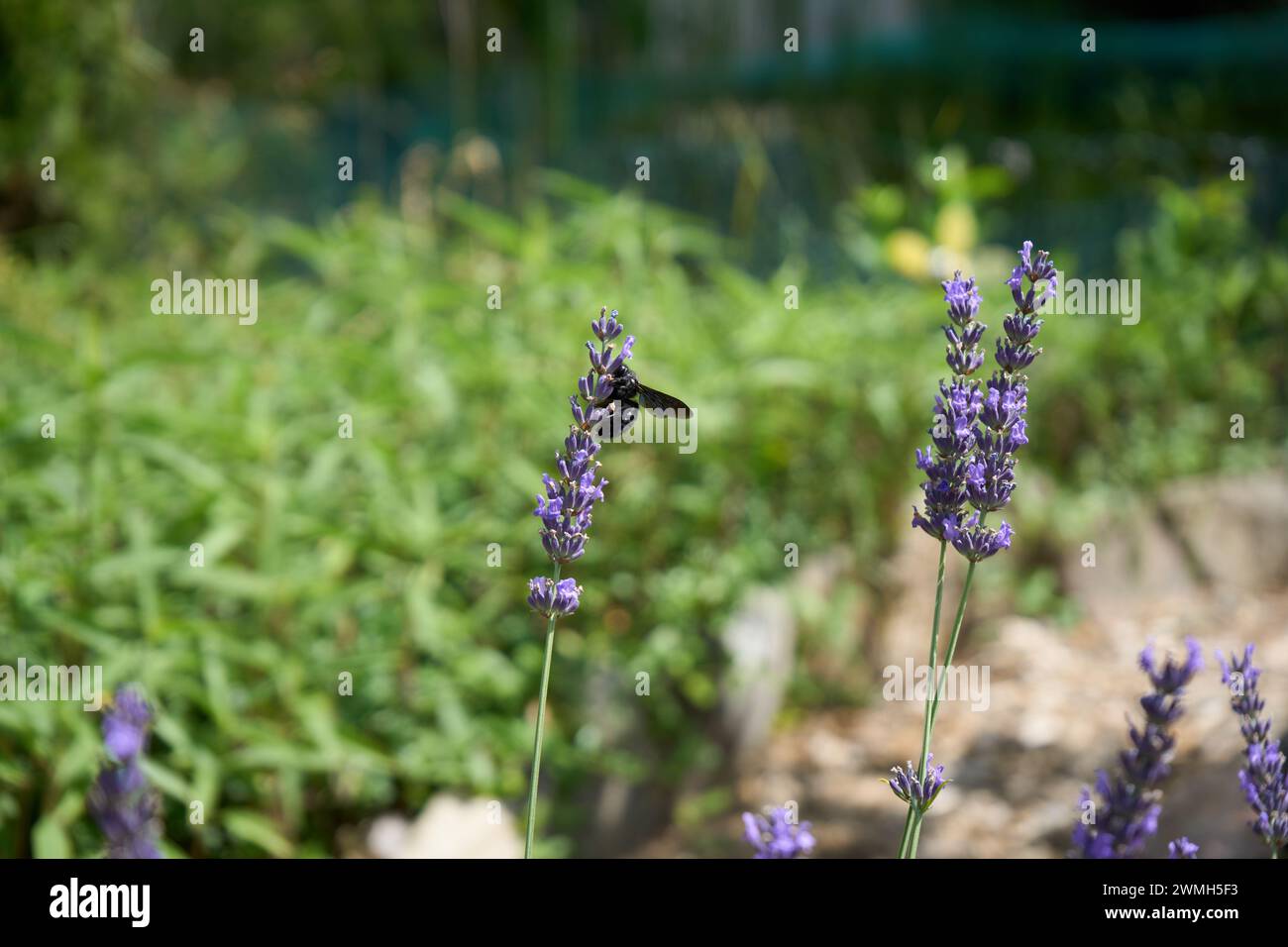 Ape selvatica dell'anno 2024 - blau-schwarze Holzebiene (xylocopa) an Lavendelblüte Foto Stock