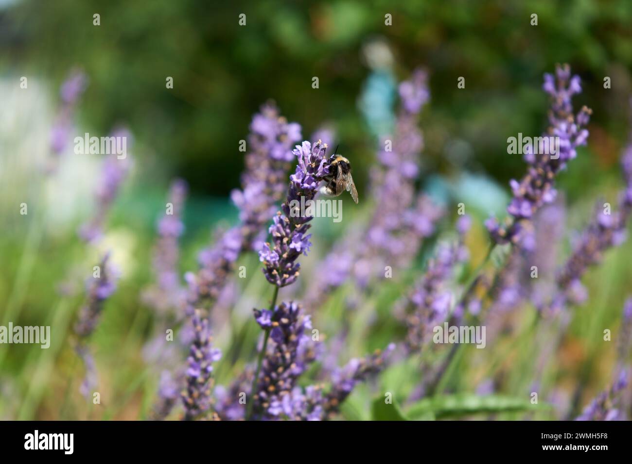 bumblebee pieno di lavanda in fiore Foto Stock