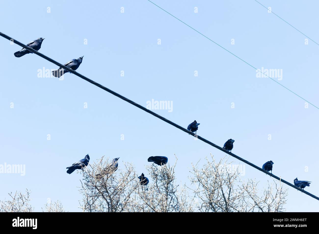 Corvi americani - Corvus brachyrhynchos - su un filo e in cima ad un albero. Foto Stock