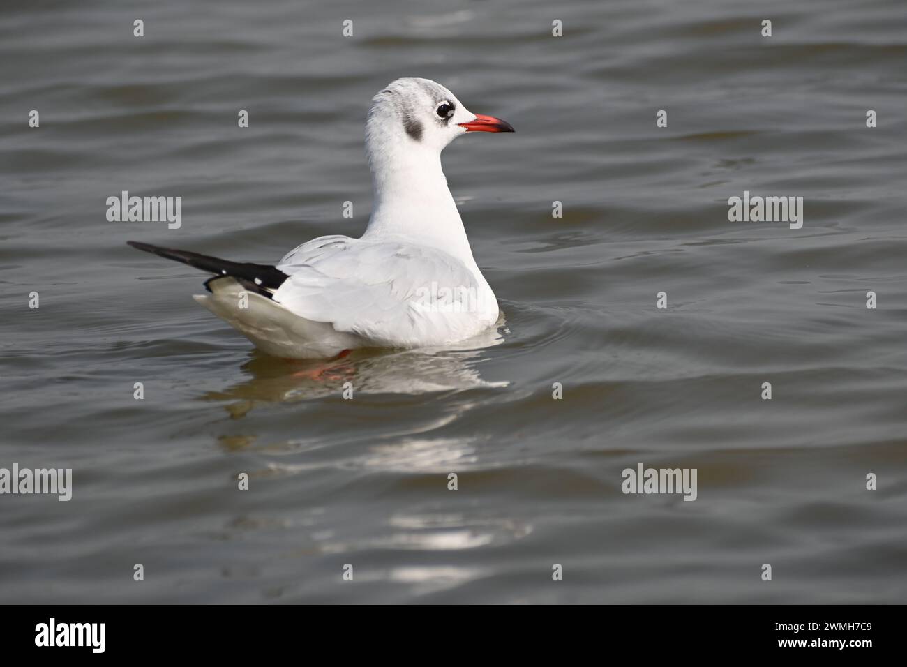 Un uccello gabbiano sta nuotando nel mezzo di un lago di terra umida Foto Stock