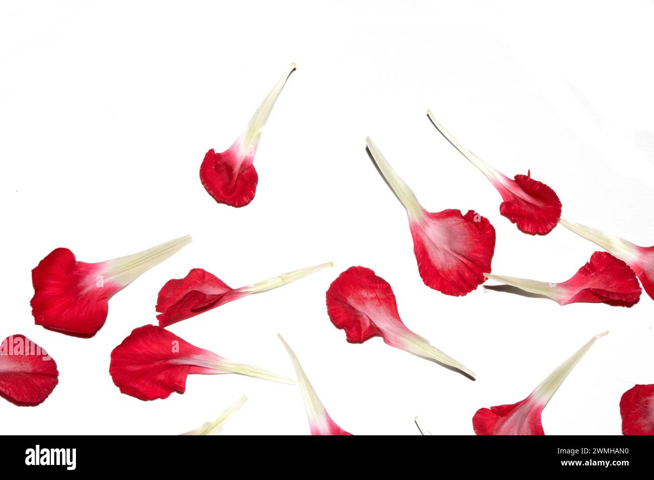 Un primo piano di Pretty Red Flower Petals for Romance Foto Stock