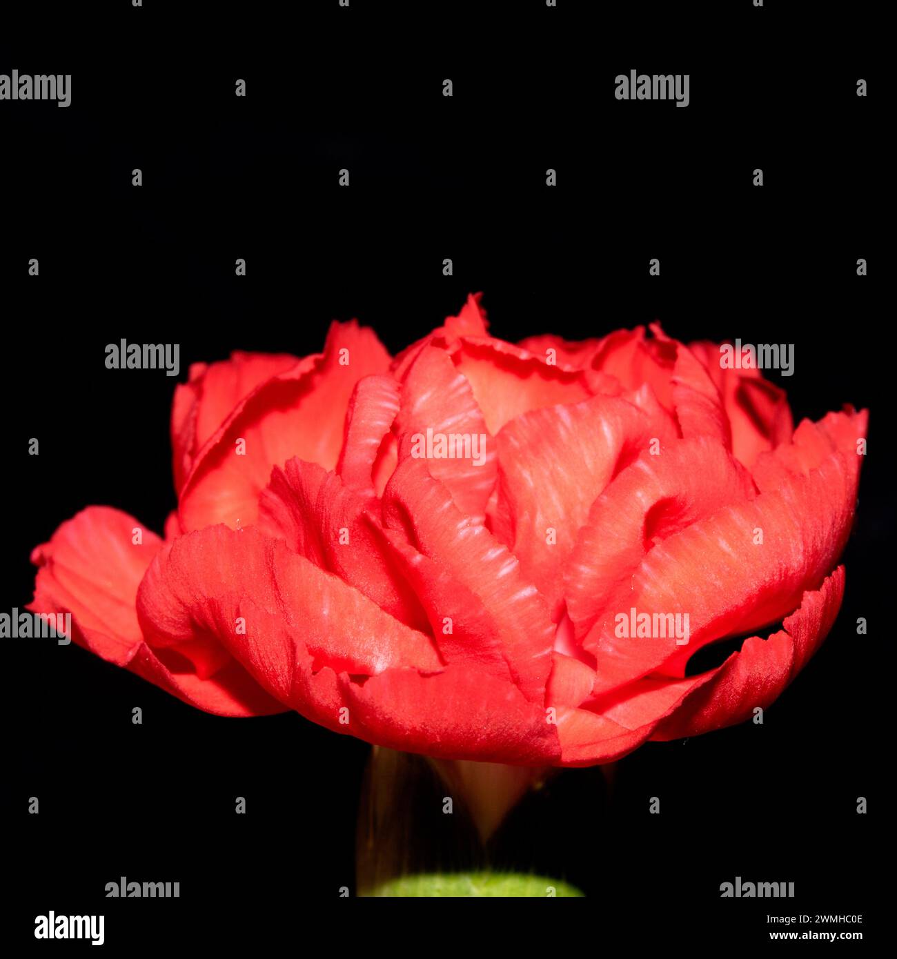 Un primo piano di Pretty Red Flower Petals for Romance Foto Stock