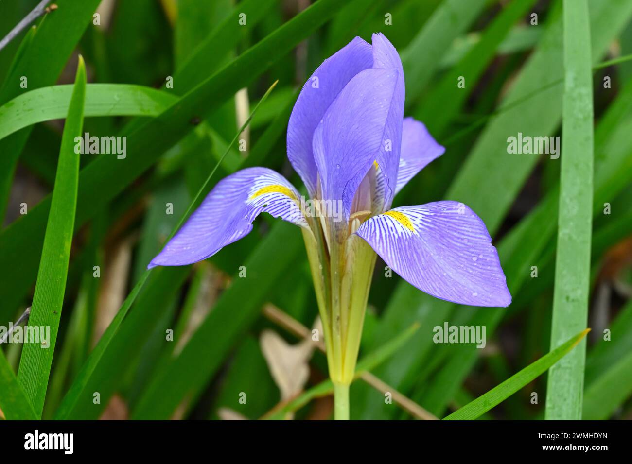 Fiori invernali blu di Iris algerino, Iris unguicularis nel giardino britannico febbraio Foto Stock