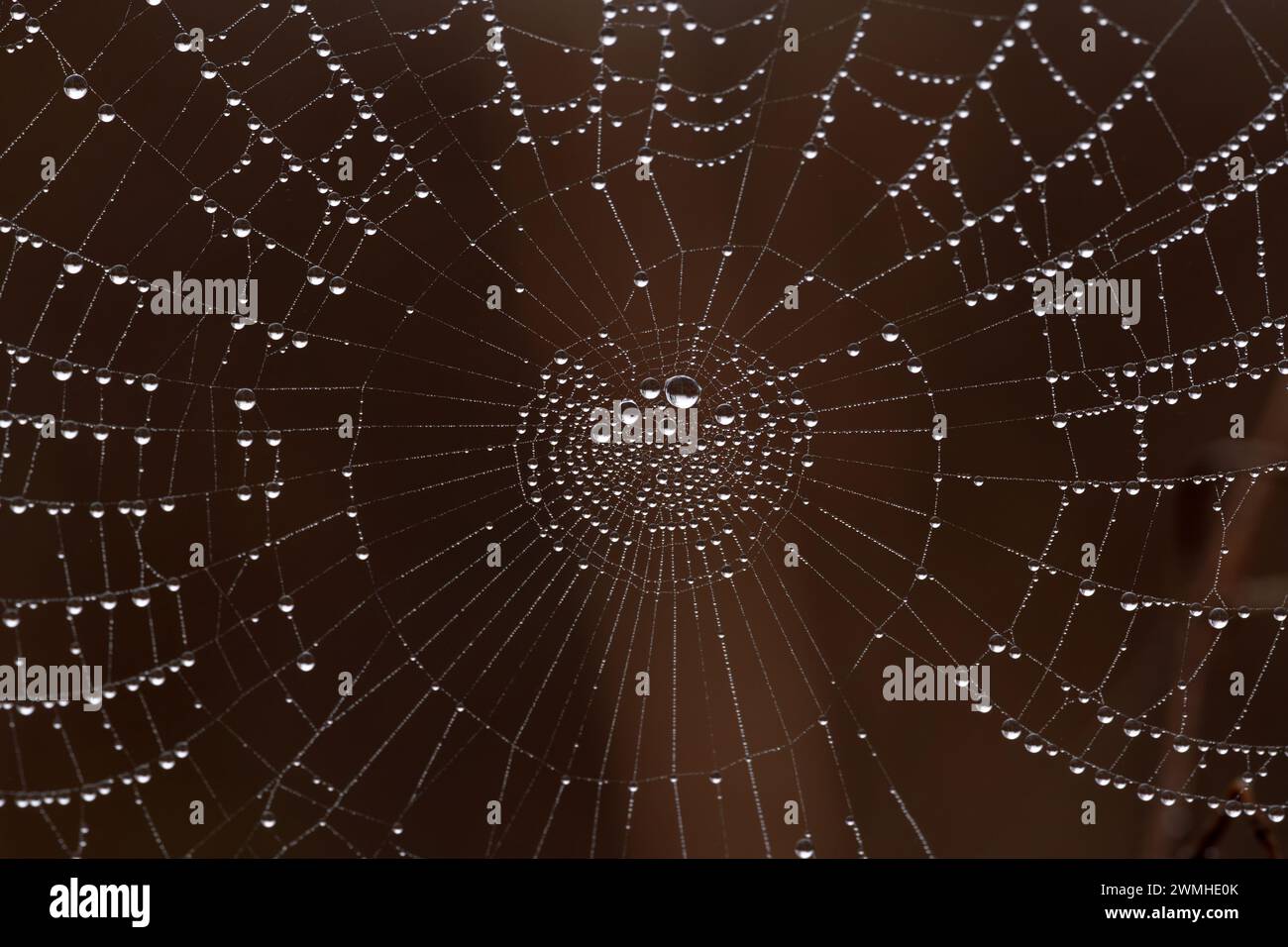 Una dose ravvicinata di gocce d'acqua sulla ragnatela Foto Stock