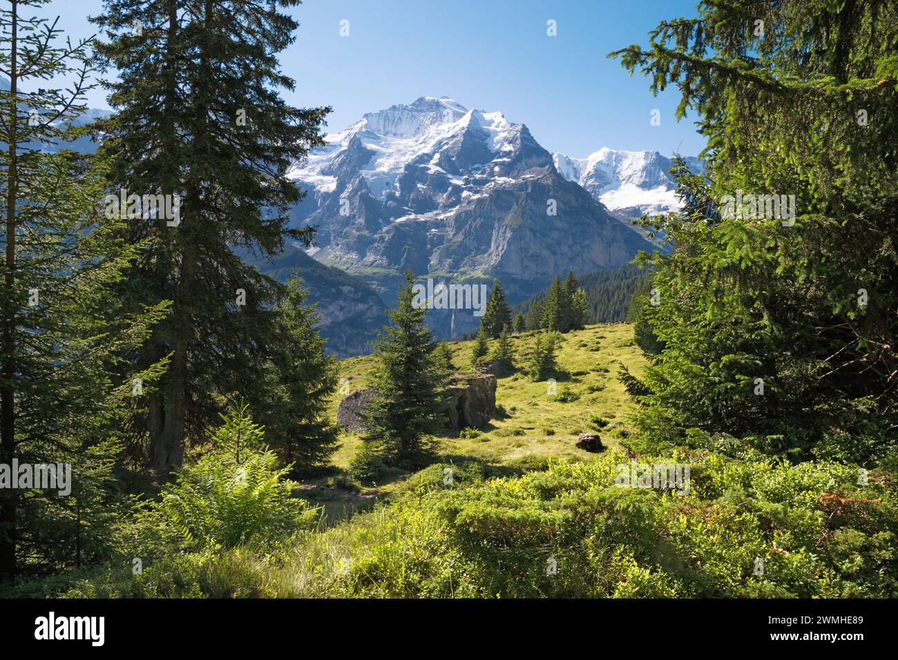 Le alpi Bernesi con la Jungfrau sui prati delle alpi. Foto Stock