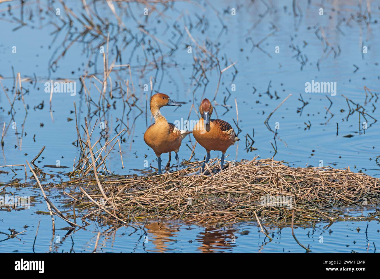 Due vedute delle Bills of Fulvous Whistling Ducks nel Brazsos Bend State Park, Texas Foto Stock