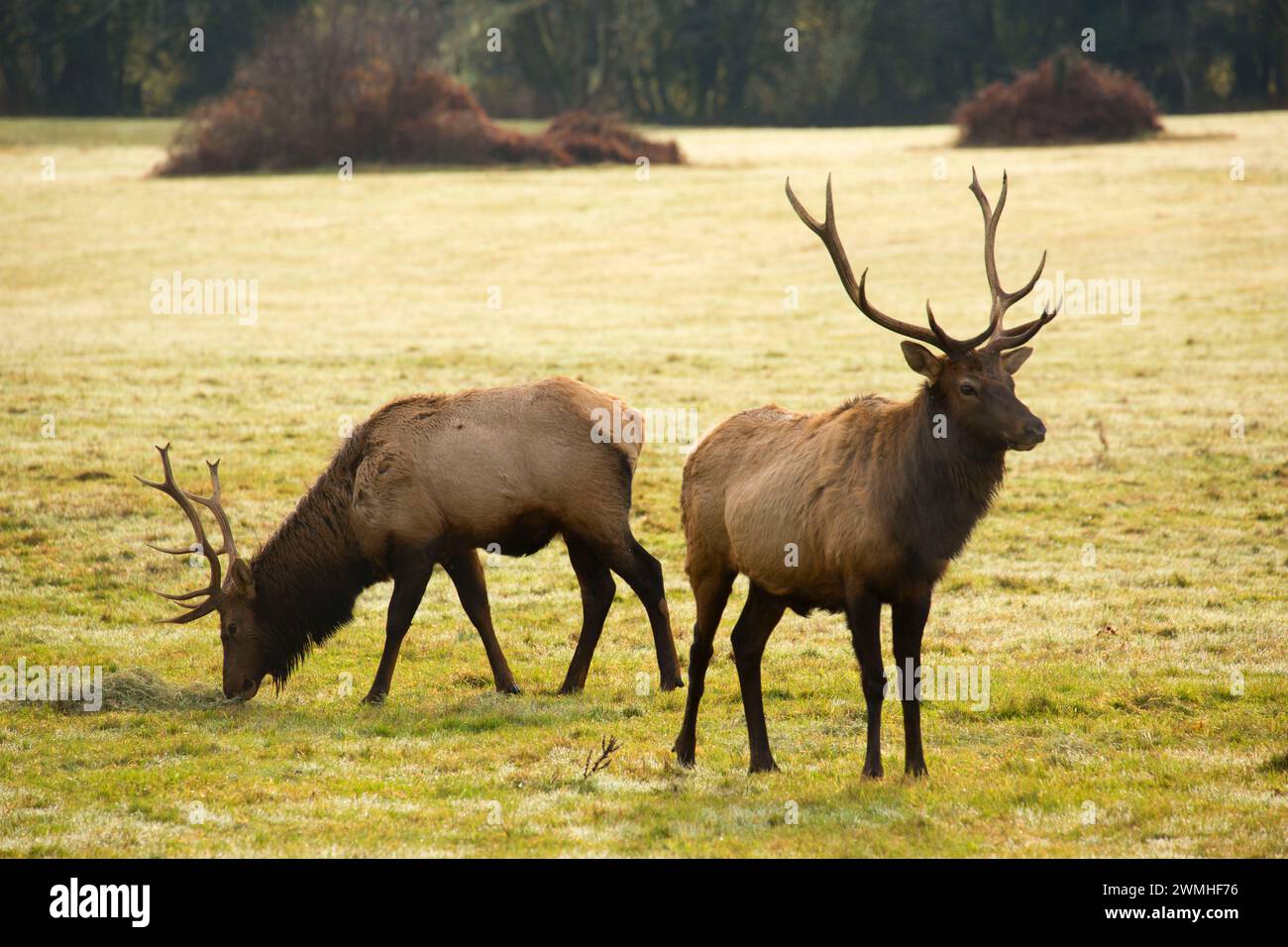 Roosevelt elk, Jewell Prati Area faunistica, Oregon Foto Stock
