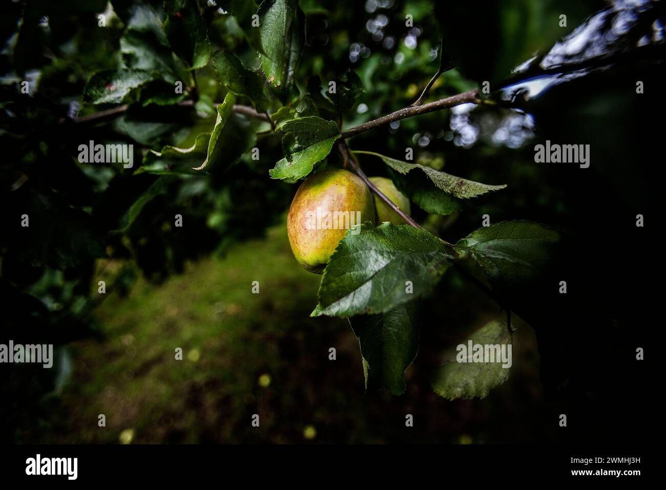 Ravvicinare una sola mela che cresce sull'albero Foto Stock