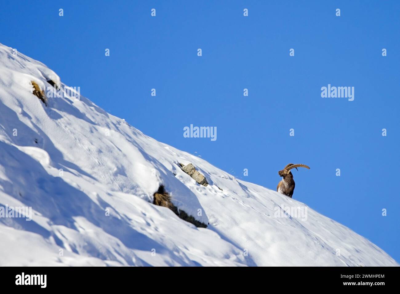 Stambecco alpino (Capra ibex) maschio con grandi corna sulla cresta di montagna in neve profonda in una giornata con cielo azzurro limpido in inverno nelle Alpi europee Foto Stock