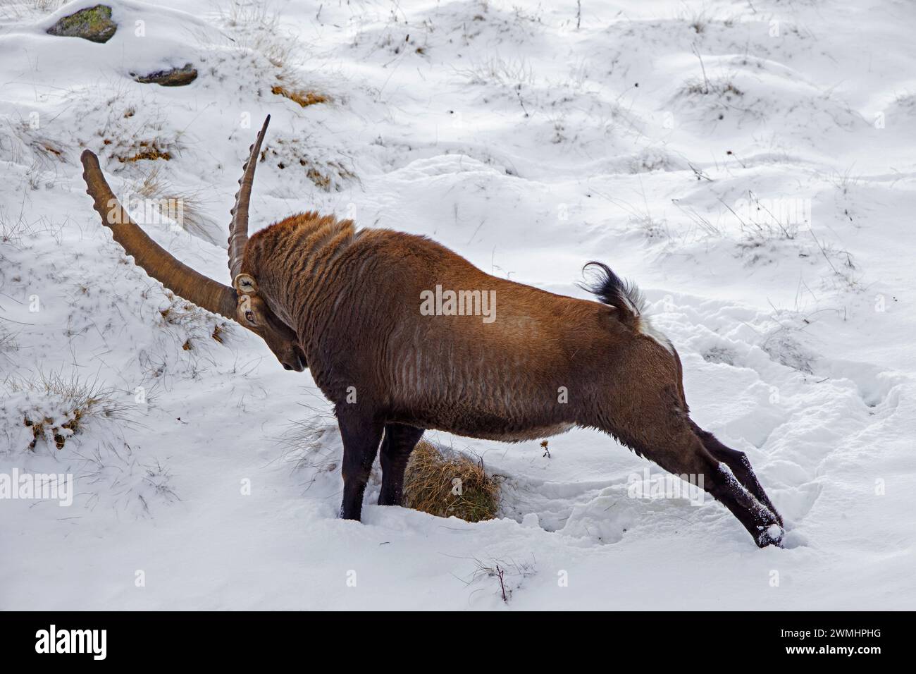 Stambecco alpino (Capra ibex) maschio con grandi corna che si allungano gli arti posteriori sul pendio di montagna coperto di neve in inverno nelle Alpi europee Foto Stock
