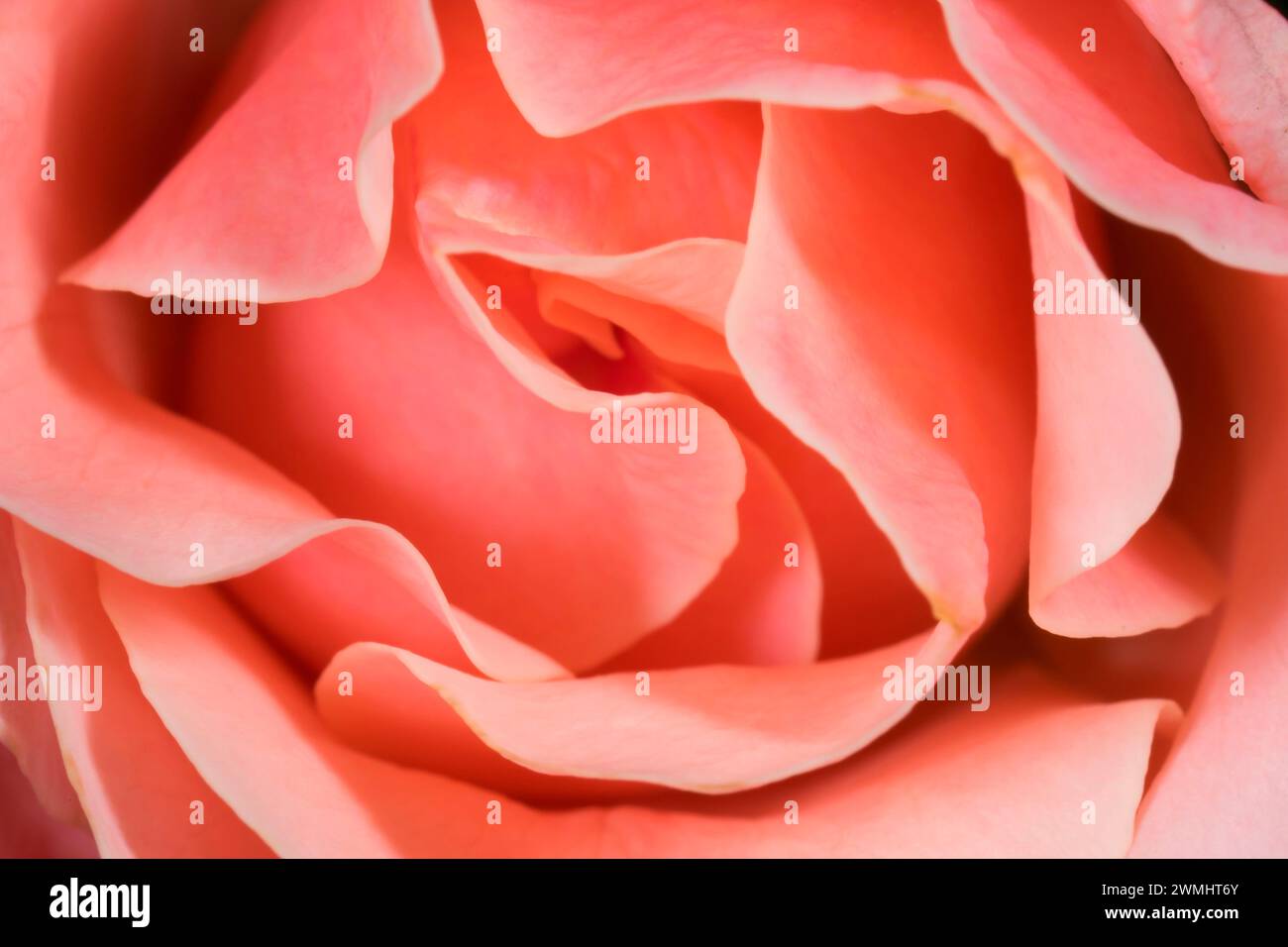 Rose, cimelio di rose, San Paolo, Oregon Foto Stock