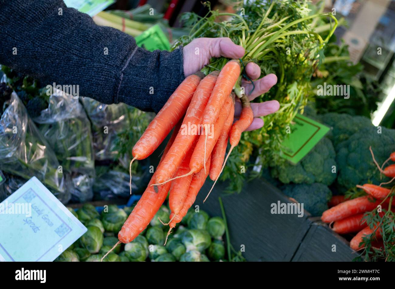 Primo piano della mano dell'uomo che tiene in mano un mucchio di carote fresche e dall'aspetto sano e biologiche coltivate localmente Foto Stock