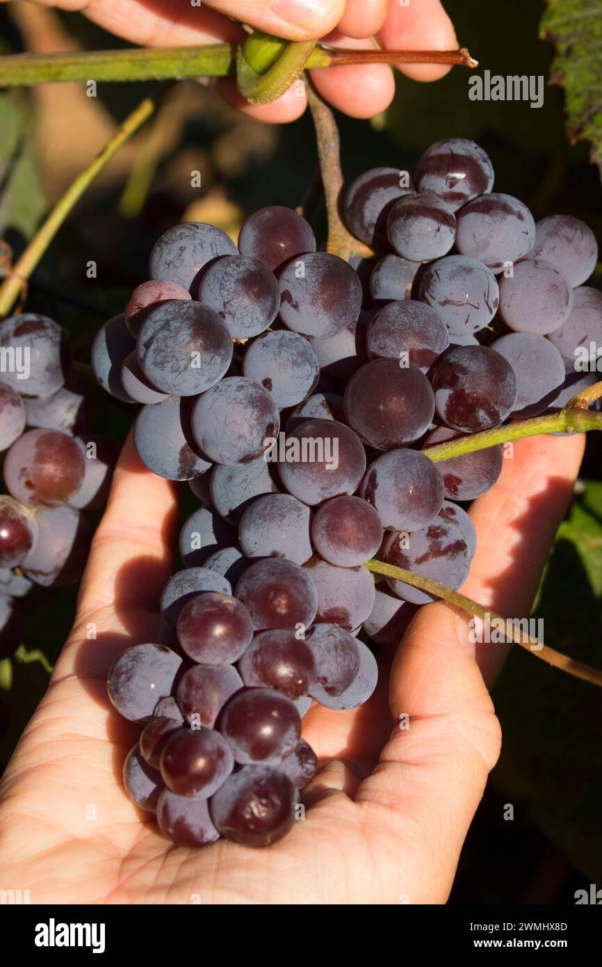 Campbell Early uve, Marion County, Oregon Foto Stock