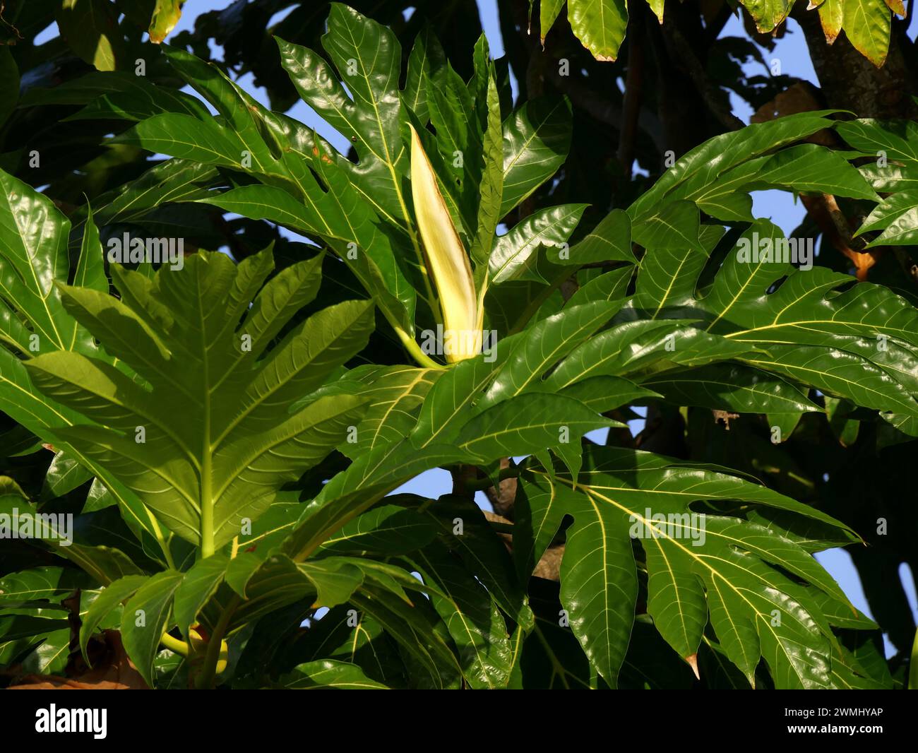 inflorescenza maschile al frutto del pane, foglie verdi lussureggianti, albero artocarpus altilis. Foto ravvicinata del fogliame tropicale alla luce del sole. Foto Stock