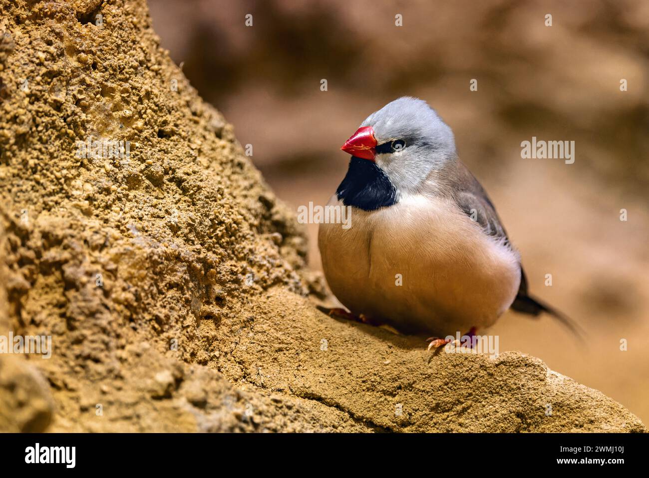 Un primo piano di un finch dalla coda lunga, Poephila acuticauda Foto Stock