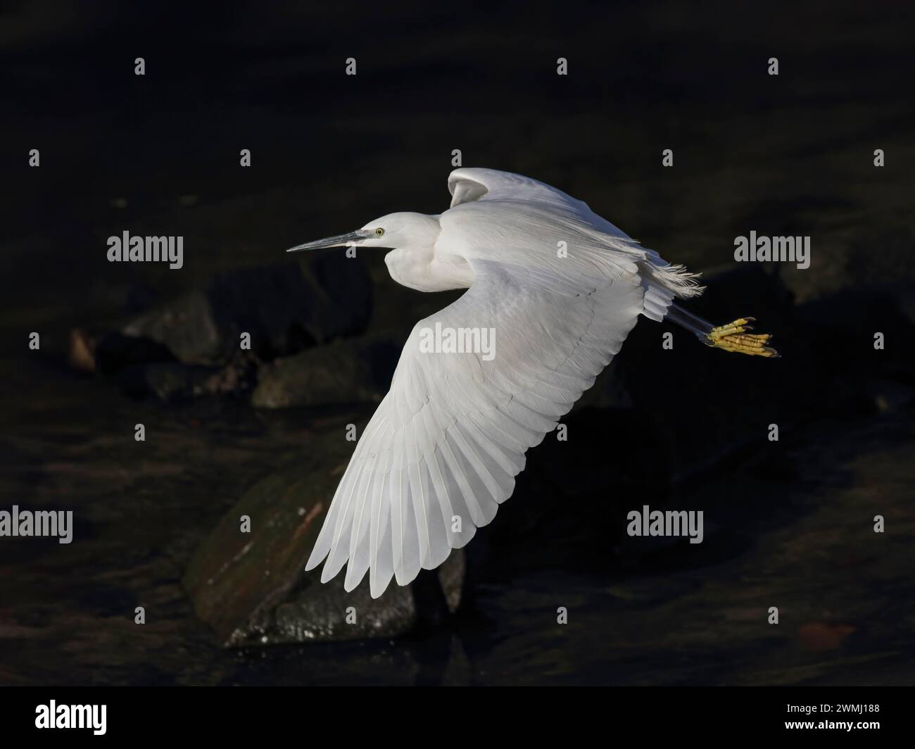 Fiume Douro piccola egretta bianca in volo su sfondo scuro Foto Stock