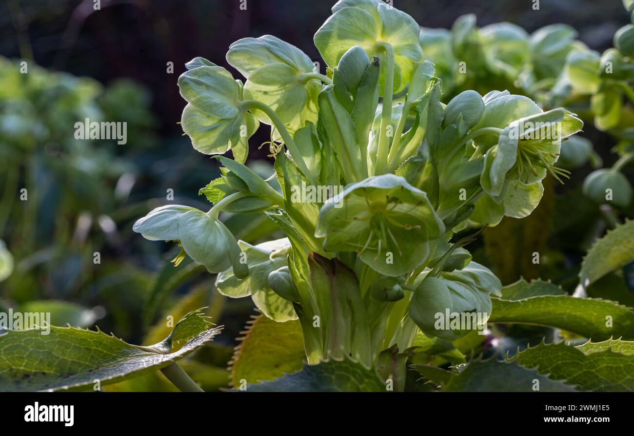 Attraenti fiori verdi di Hellebore corso o argutifolius "Pizzo d'Argento" che fioriscono con uno sfondo di foglie nel tardo inverno e all'inizio della primavera, Co Foto Stock