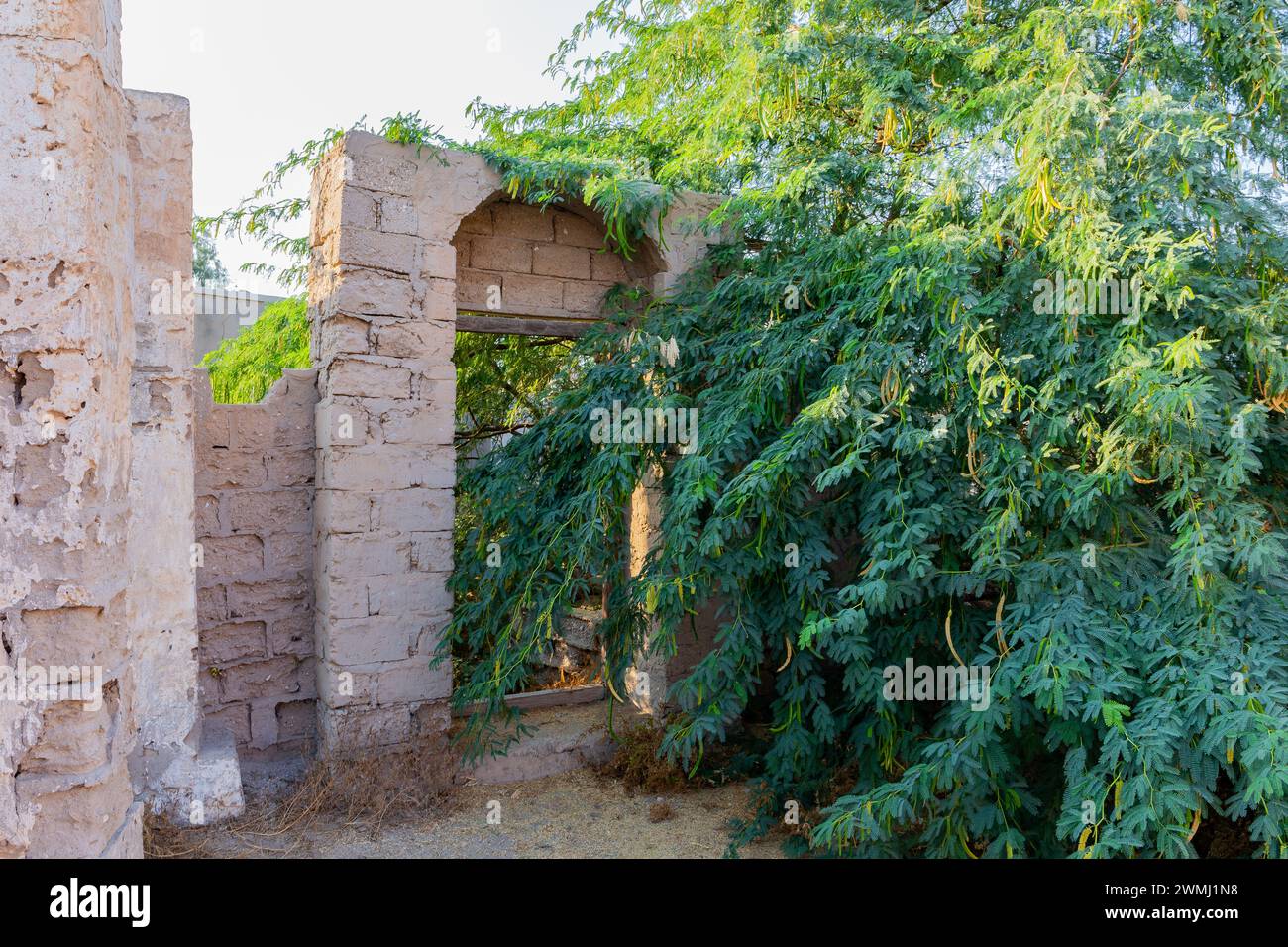 Vecchi muri in mattoni rovinati e archi ricoperti di lussureggiante albero di acacia nella città infestata dai fantasmi di al Jazirah al Hamra a Ras al Khaimah, Emirati Arabi Uniti Foto Stock
