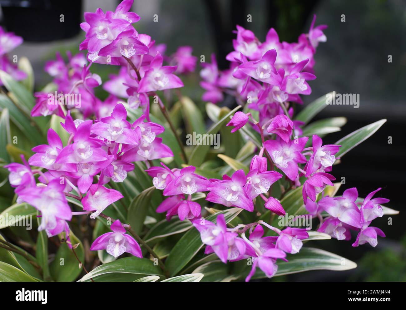 Primo piano dell'orchidea bianca e viola Dendrobium kingianum Ayakashinokoi Foto Stock