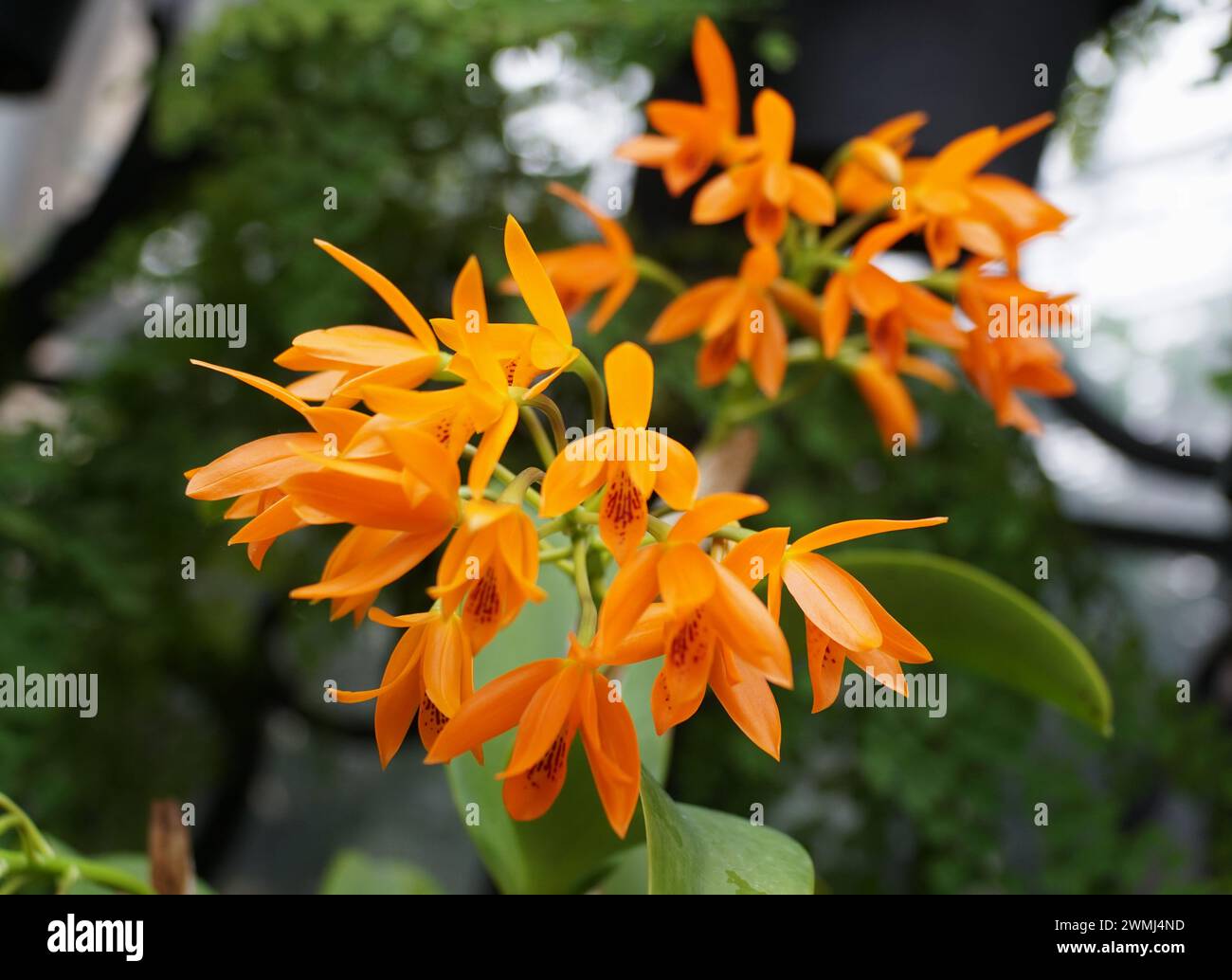 I minuscoli fiori di arancio luminoso dell'orchidea Guarianthe aurantiaca Key West Foto Stock