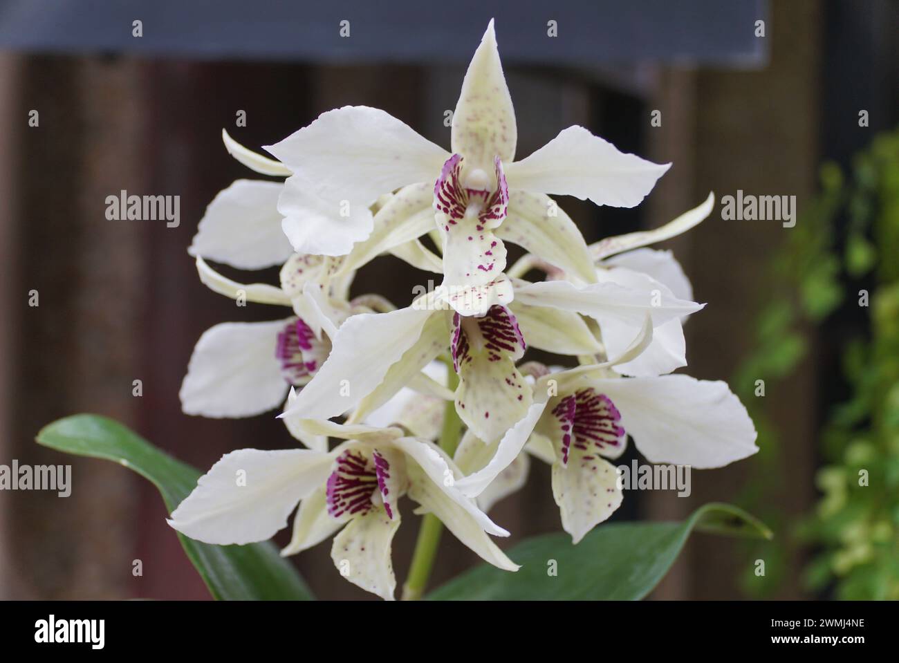 Primo piano dell'orchidea bianca e viola scuro Dendrobium Royal Wings Foto Stock