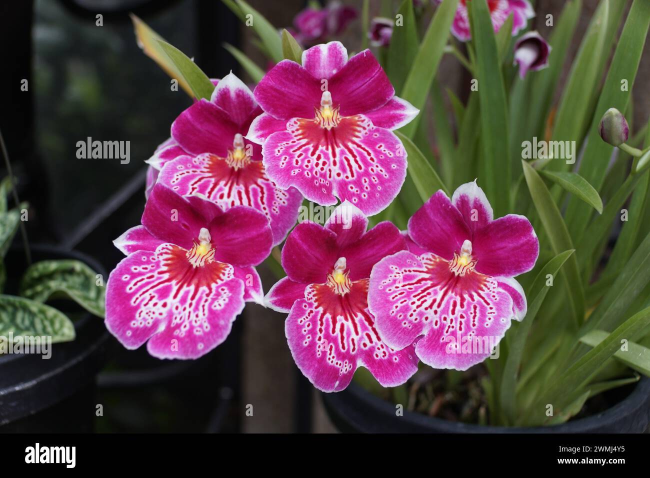 Primo piano della Miltoniopsis viola chiaro e scuro Martin Orenstein Shirley P. orchidea Foto Stock