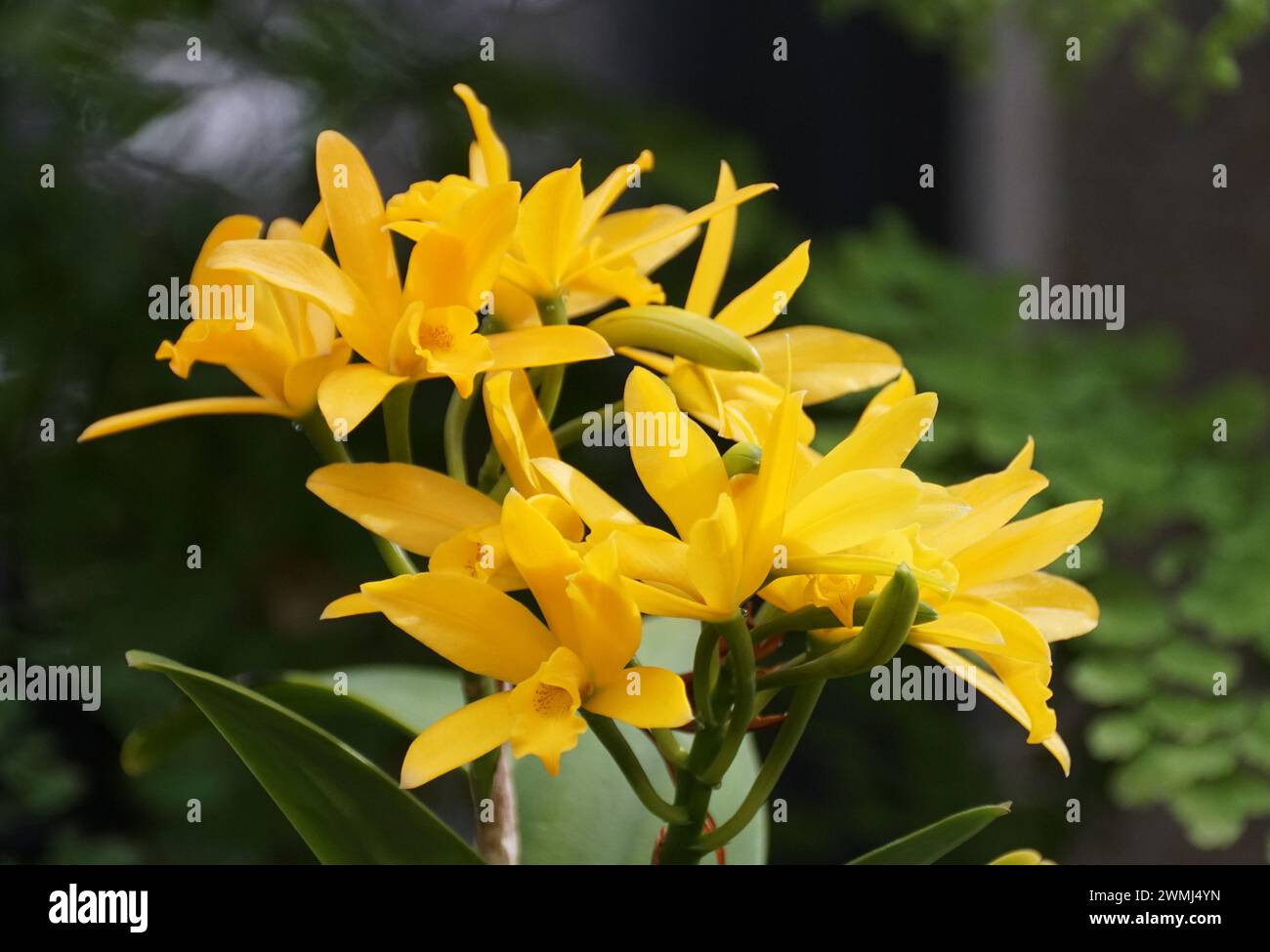 Primo piano del giallo brillante dell'orchidea Cattlianthe Golden Sparkle Pokia Foto Stock