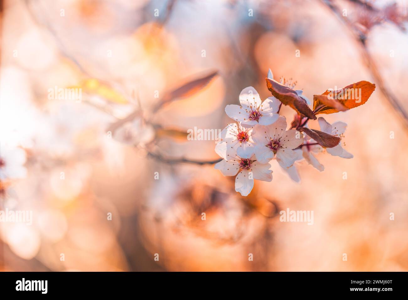 Sfondo della fioritura primaverile. Splendida scena naturale con alberi in fiore e bagliore del sole. In primavera, il sole splende e la natura dei sogni è sfocata Foto Stock