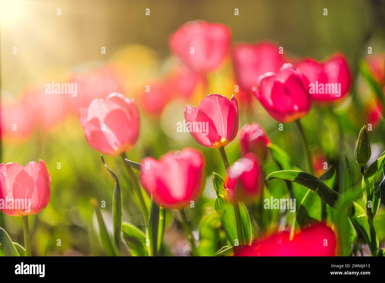 Vista ravvicinata della natura di incredibili tulipani rosa rossi che fioriscono in giardino. Fiori primaverili sotto la luce del sole. Paesaggio naturale di piante floreali soleggiate e sfocate Foto Stock