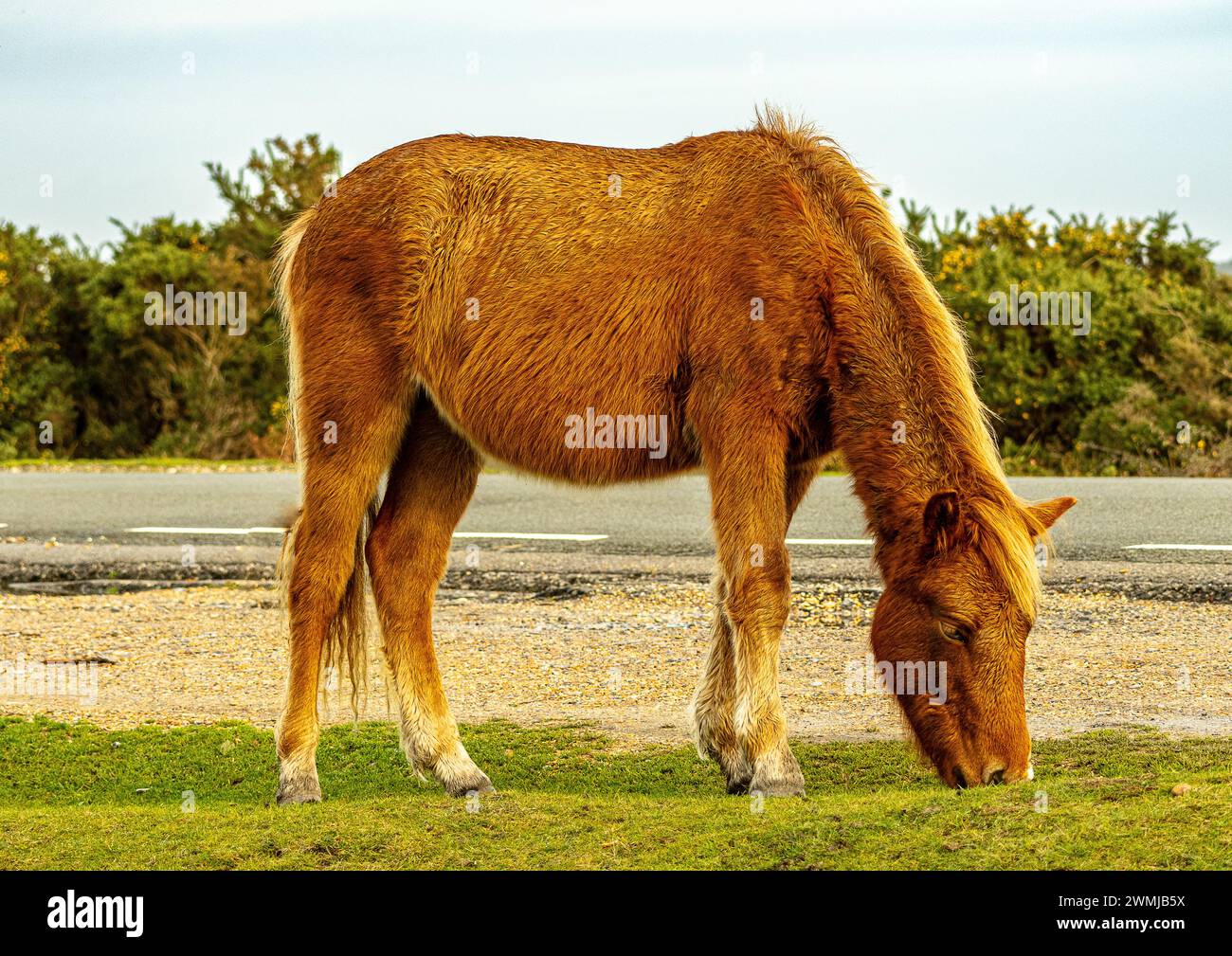 Pony che pascolano sull'erba nella New Forest Foto Stock