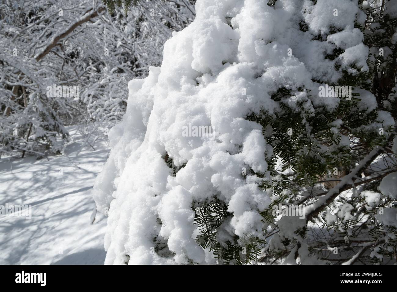 Pasta di abeti ricoperta di neve dopo una bufera di neve Foto Stock