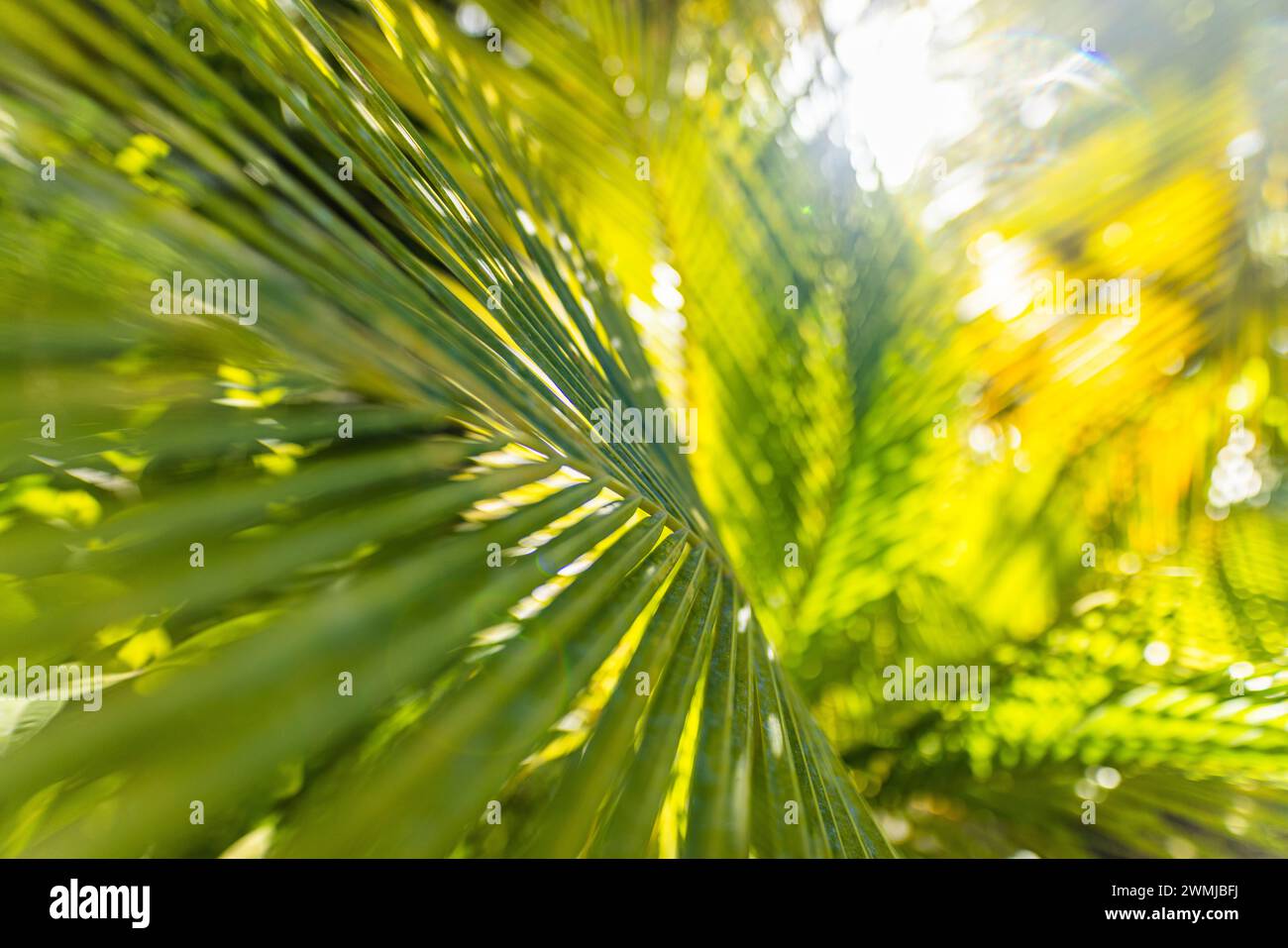 Foglie di palma tropicali da primo piano e ombre, esotico sfondo verde naturale astratto e lussureggiante, texture dai toni scuri. Giardino solare parco vegetale estivo Foto Stock