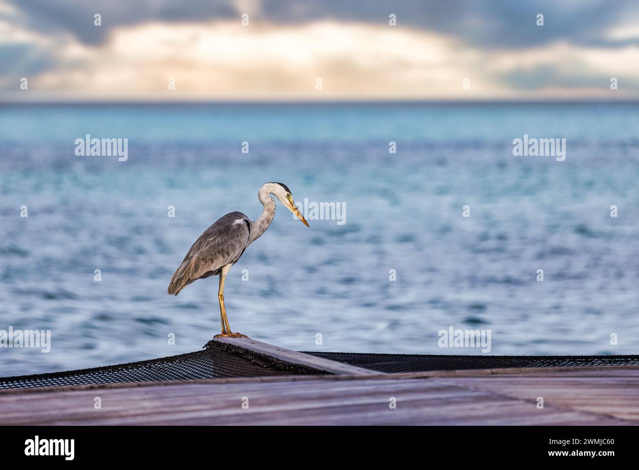 Fauna selvatica nelle isole Maldive, caccia di Heron in acqua salata nel mare. Aironi grigi con vista ravvicinata mattutina, laguna oceanica e cielo calmo Foto Stock
