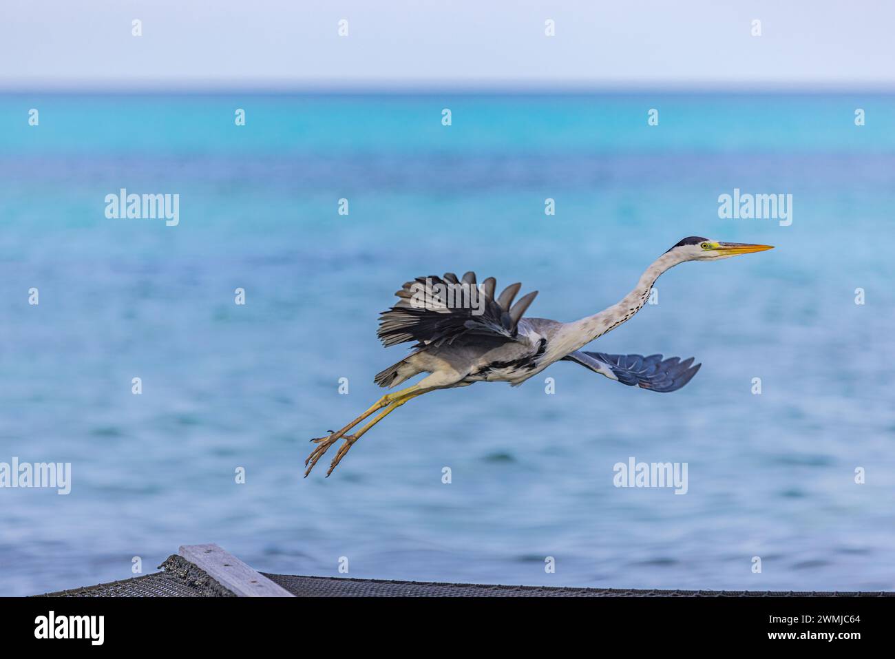 Il grande Heron blu vola via con ali larghe alle Maldive. Spiaggia, spiaggia, fauna marina, sfondo naturale. Uccello, animale in habitat naturale sulla costa tropicale Foto Stock
