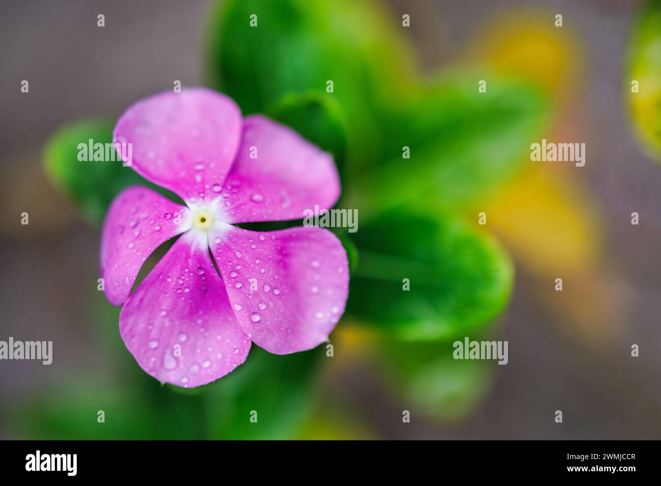 Bellissimi colori margherita viola con gocce d'acqua. Perfetta natura sotto la luce soffusa del sole gocce di pioggia, ravvivamento della natura calmo. Sfondo floreale ispirato Foto Stock